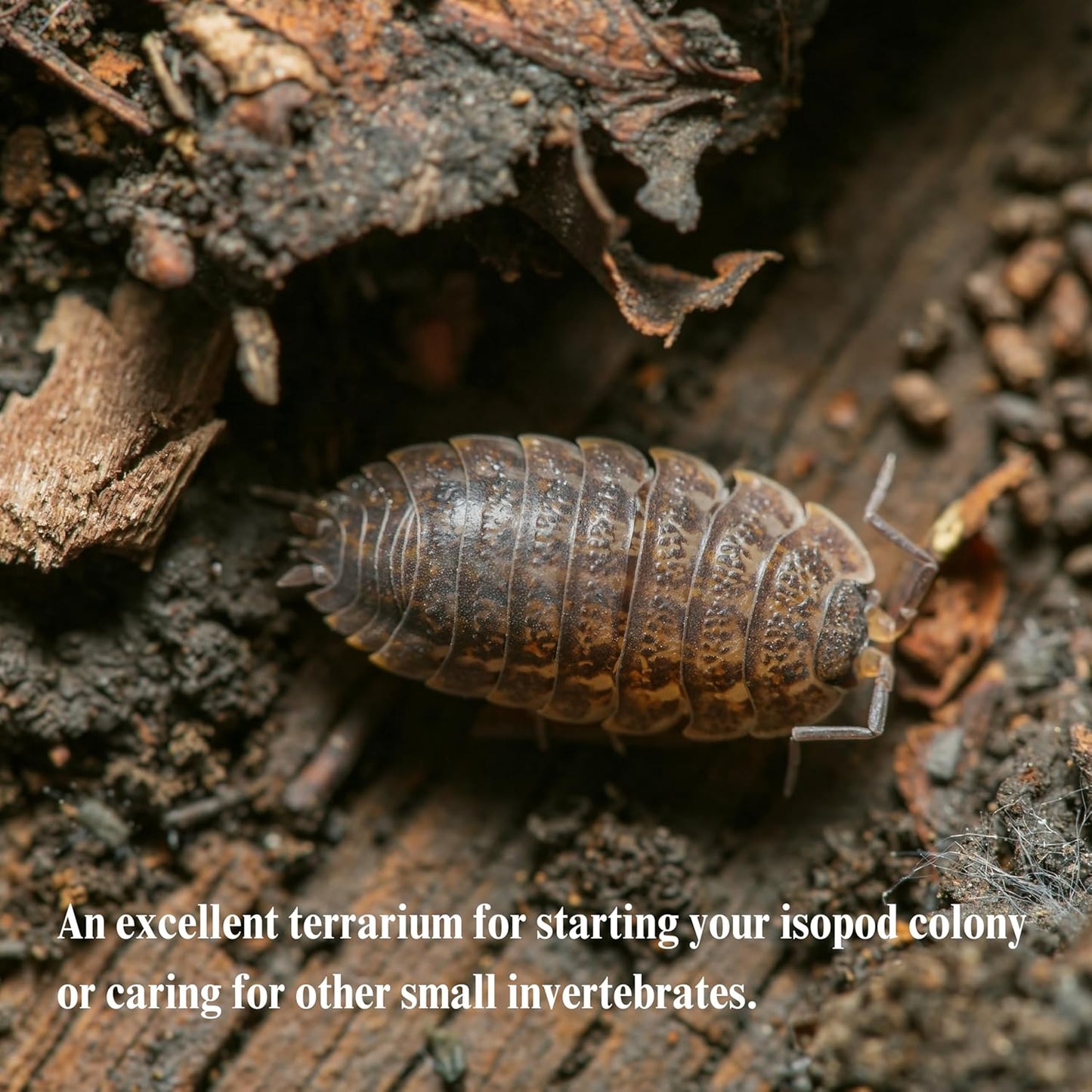 THE MASONRY | Acrylic Terrarium for Isopod Enclosure | 8"x4"x4" | Sling Tarantula Enclosure and Bug Tank | Small Spider Habitat | Terrarium Pre-Assembled with Magnetic Lock
