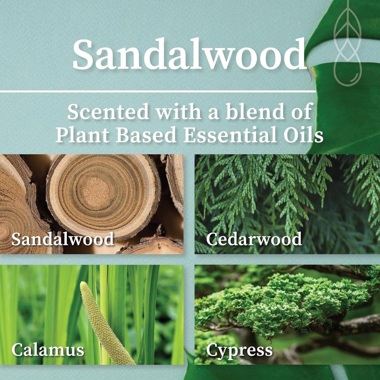 Hemlock Park Wood Wick Candle Handcrafted with Natural Coconut Wax and Essential Oils (Amber & Gold 7.2 oz, Sandalwood)